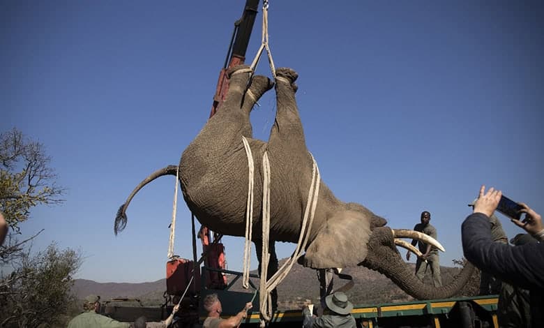 Captive elephant bull Tswale finds new home and herd in Eastern Cape | Network News