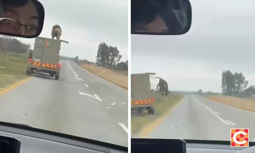 Watch: Lion jumps off truck near Lichtenburg in the North West | Network News