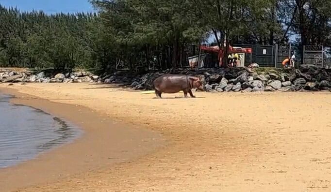 Richards Bay residents up in arms over alleged hippo shooting | Network News