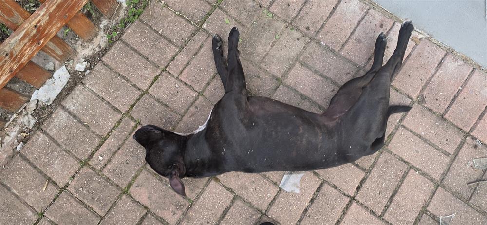 George pet owner heartbroken after family dog shot dead in garden | Network News