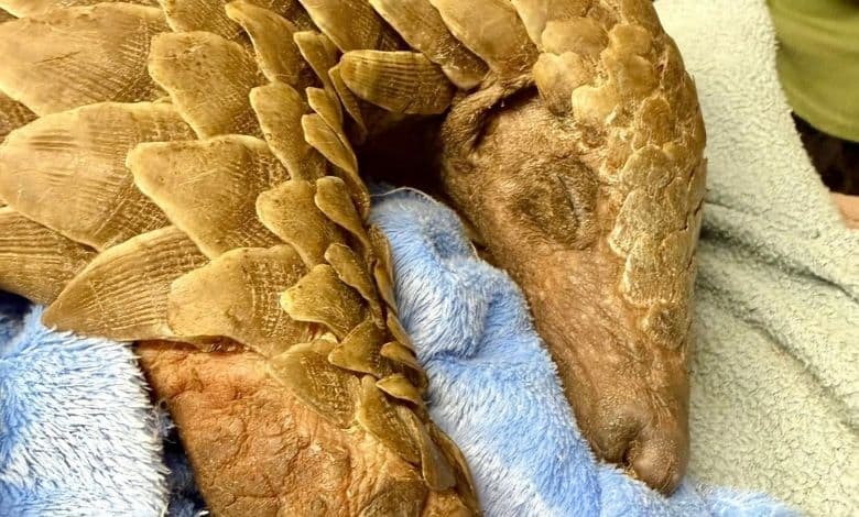 Meet Kito: Johannesburg hospital’s 214th rescued pangolin | Network News