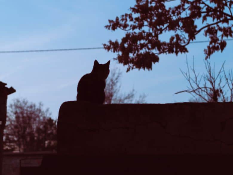Horror in Booysens: Trapped cats survive on deceased owners | Network News