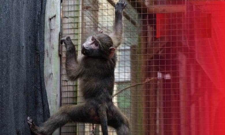 3 rescued baboons take a big step towards life in the wild | Network News