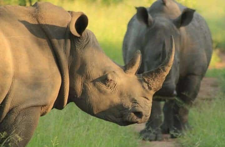 Kimberley court clears path for legal trade in rhino horn | Network News