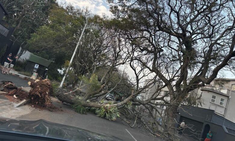 Gale-force winds uproot trees and disrupt traffic across Durban | Network News