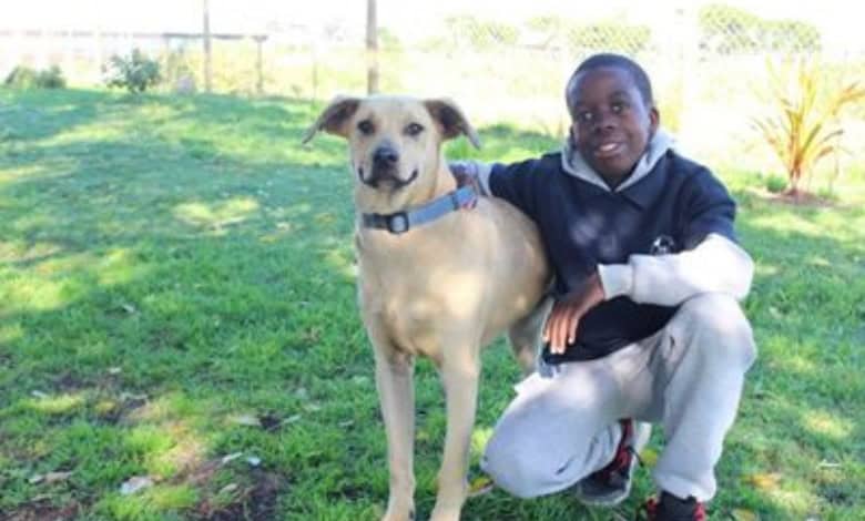 Mossel Bay teen’s six-year SPCA journey inspires career dream | Network News