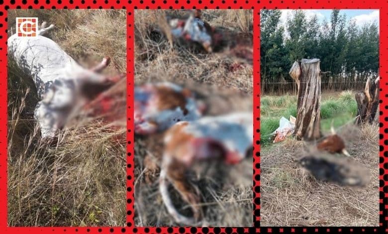 Free State farmers lose millions to brutal tendon-cutting stock theft – union  | Network News